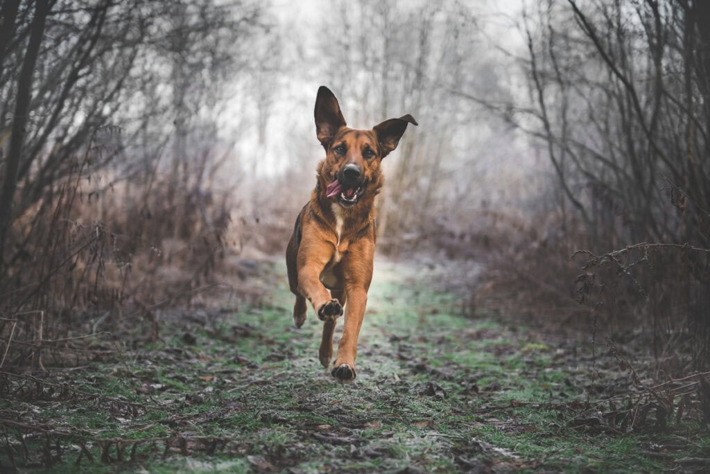 A dog running on a grass path in a wooded area on a foggy, grey day. 