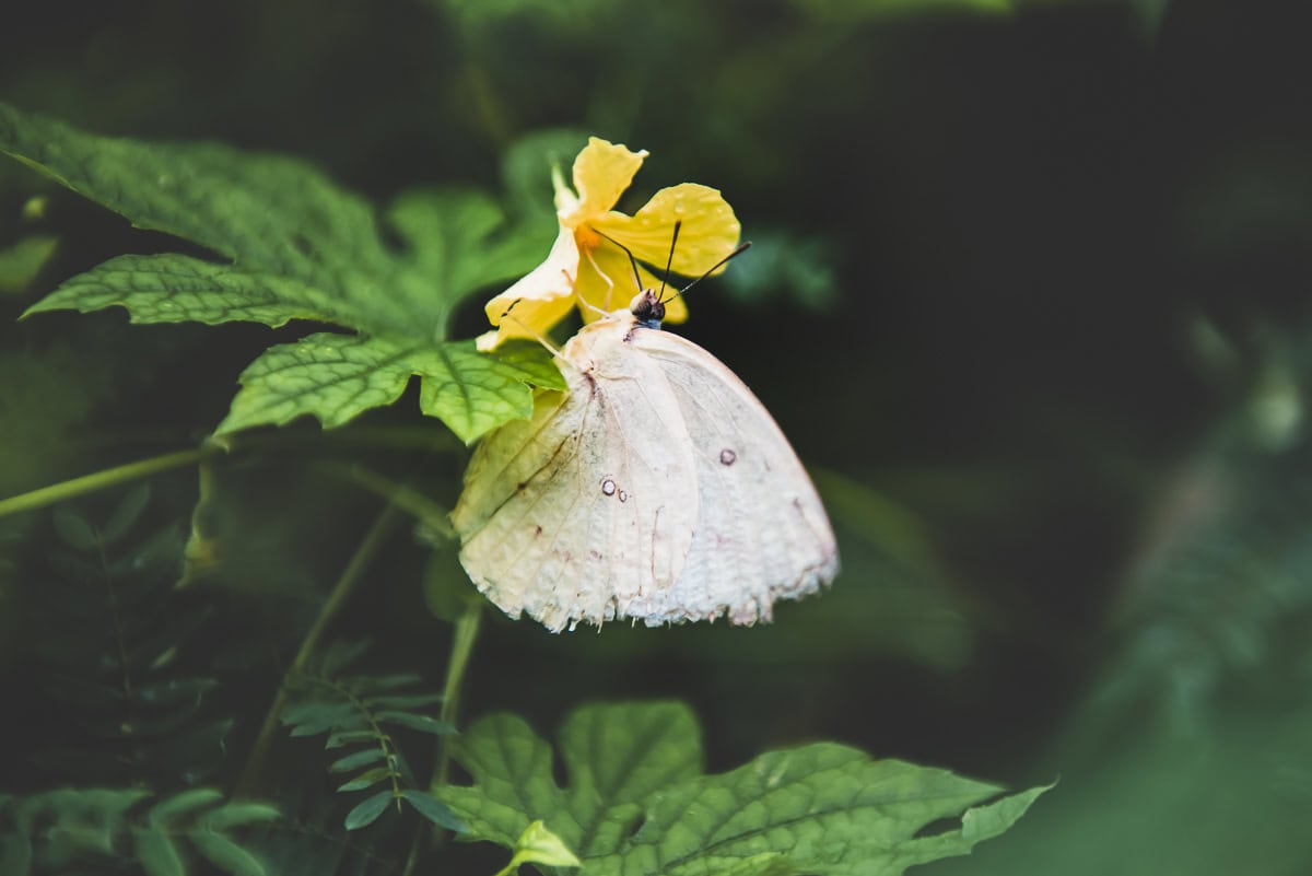 A small white butterfly pollinating a little yellow flower.