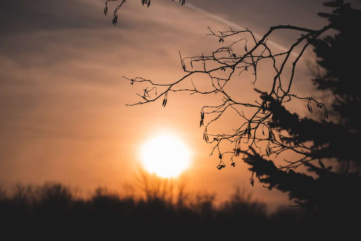 The rising sun behind a silhouette of trees and budding branches.